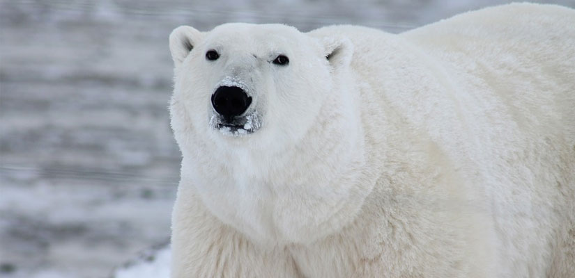 WildLife Foundation backs conservation programme to save endangered polar bears