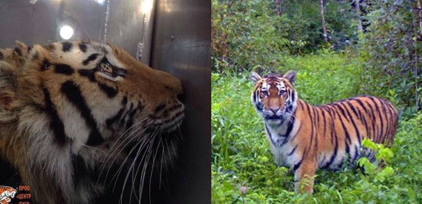 WildLife Foundation helps release endangered tiger into wild