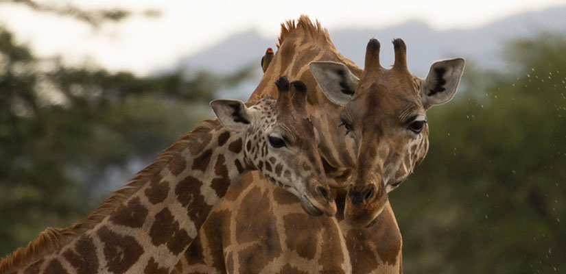 Giraffe Conservation Foundation Update