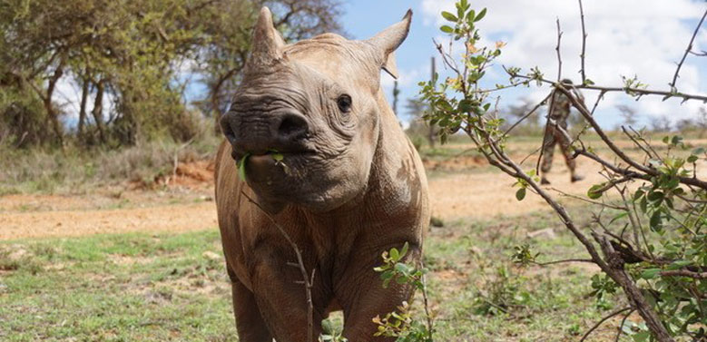 Blind baby rhino has sight restored thanks to a project supported by the WildLife Foundation