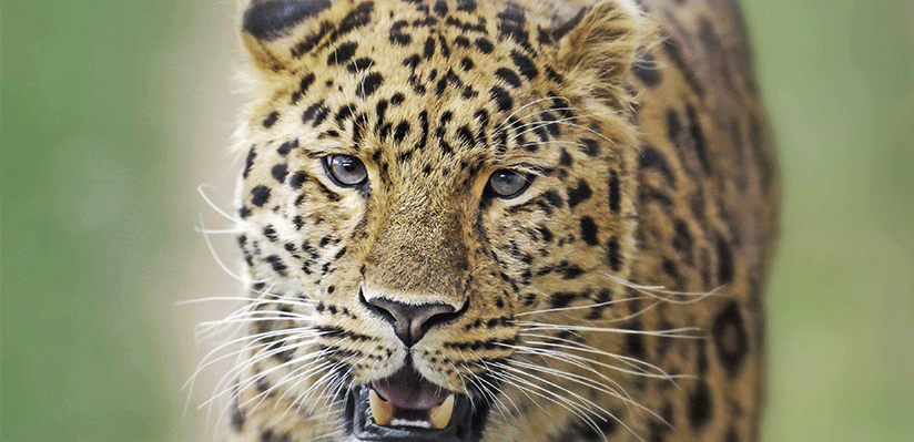 Amur leopard numbers breach 100 for the first time in decades