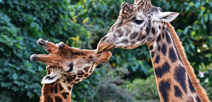 Support the world's tallest mammal on World Giraffe Day 2018