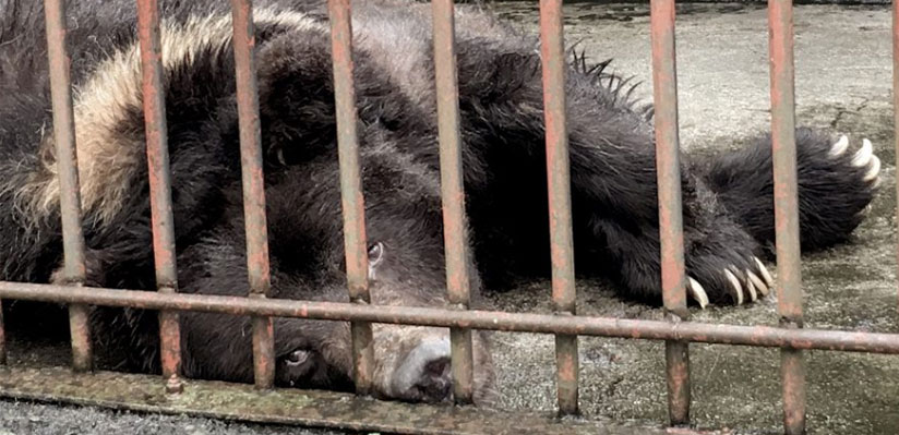 A new future for endangered Japanese bears