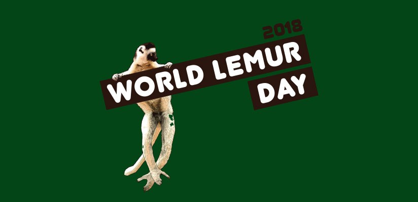 World Lemur Day 2018: Did you know these 10 lemur facts?