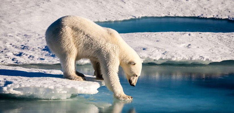 Polar Bears International: A partner charity conservation update
