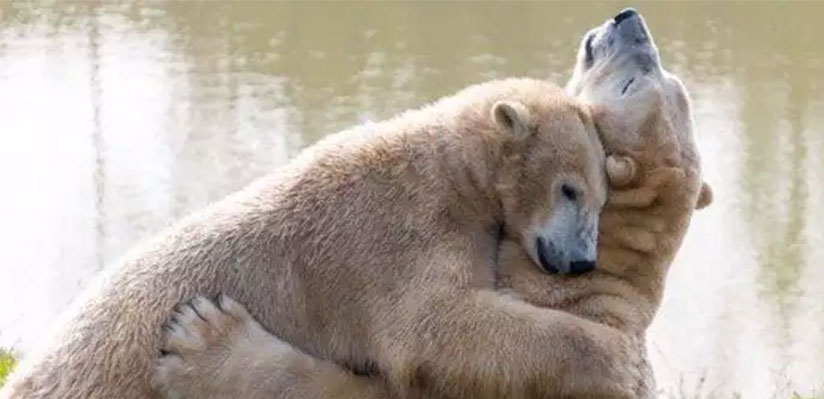 Thermal images captured at Yorkshire Wildlife Park to help save polar bears