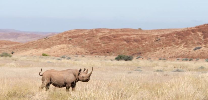 Building security capacity to protect black and white rhinos at Ol Jogi Conservancy, Kenya
