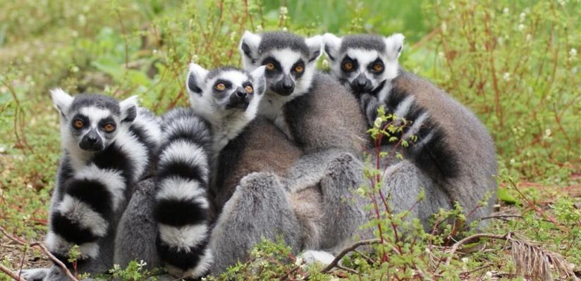 WildLife Foundation helps to save endangered lemurs