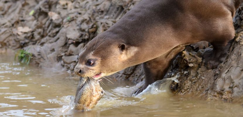 Did you know these 5 Giant Otter facts?