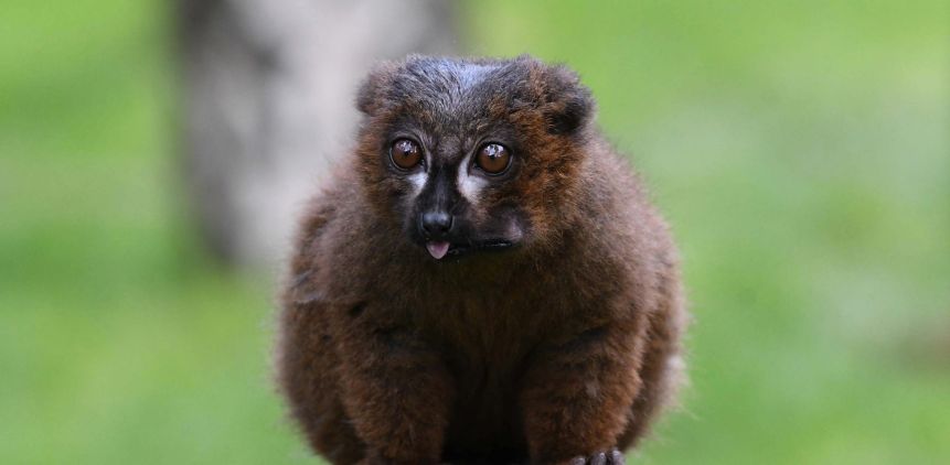 Endangered lemurs receive a vital funding boost from the WildLife Foundation