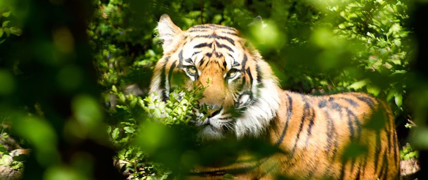 Global Tiger Day 2020
