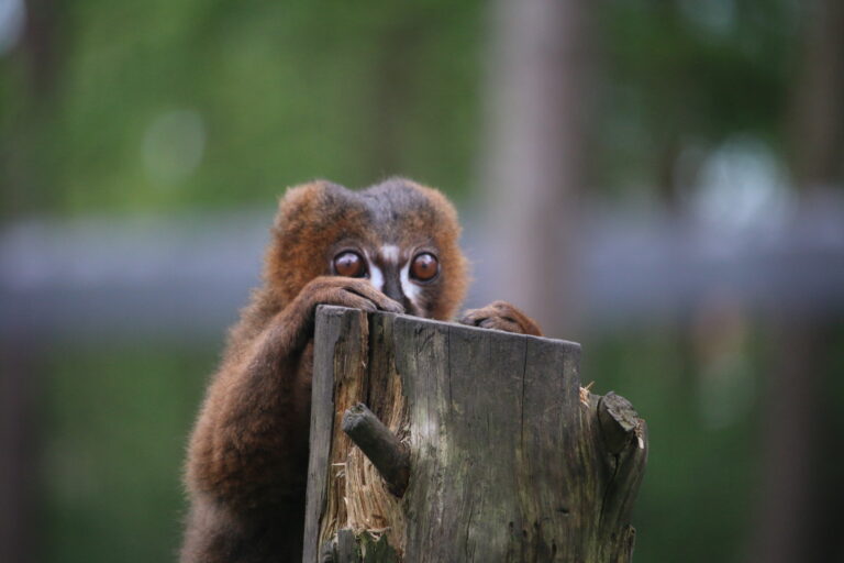 Red-bellied Lemurs