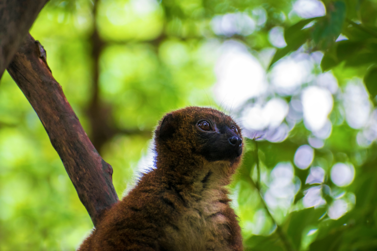 Greater Bamboo Lemurs