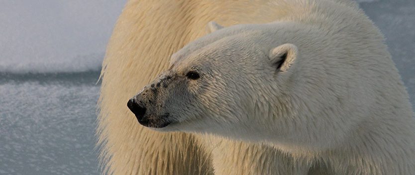 It’s International Polar Bear Day! Learn how WildLife Foundation are helping to save the Polar Bear