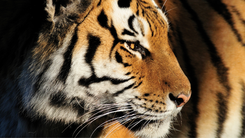 Close up image of Amur Tiger, looking right