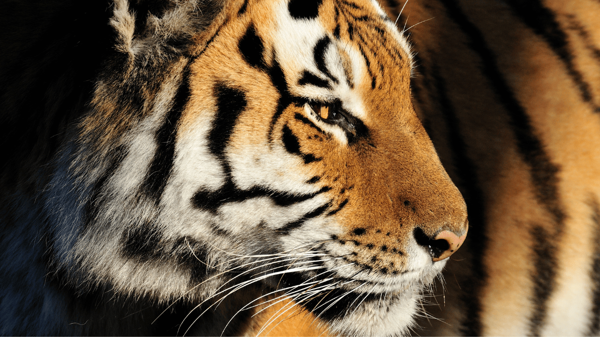 Close up image of Amur Tiger, looking right