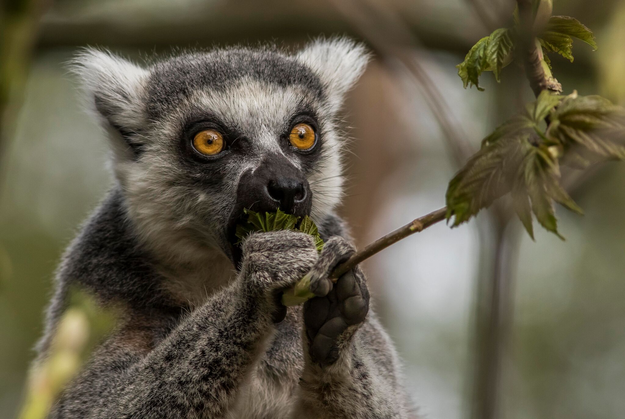 Lemur Day