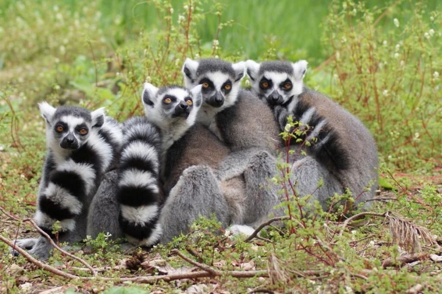 Lemur Day