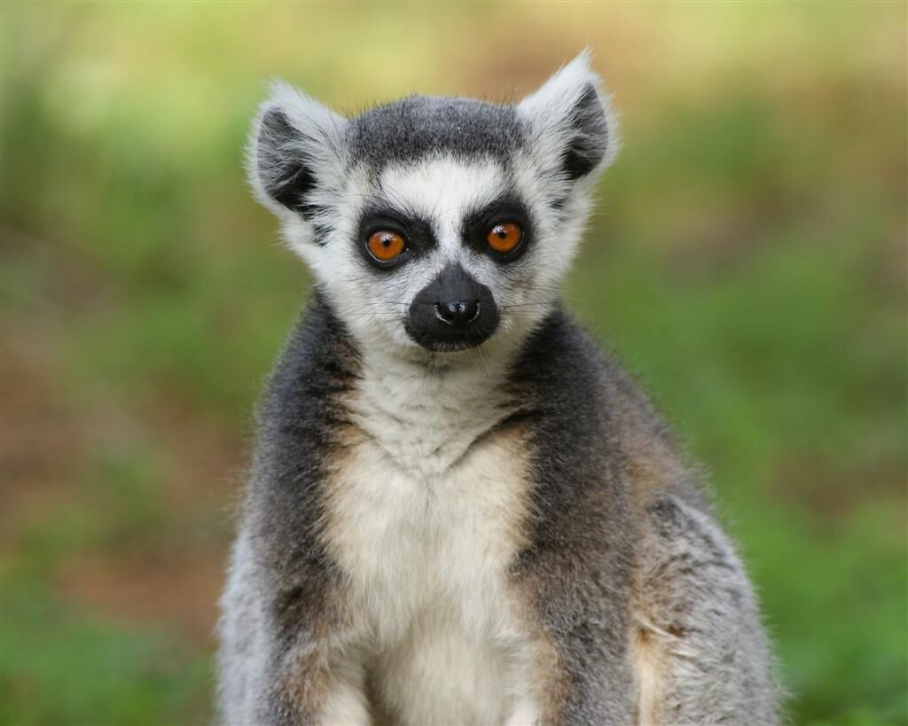 Lemur Day