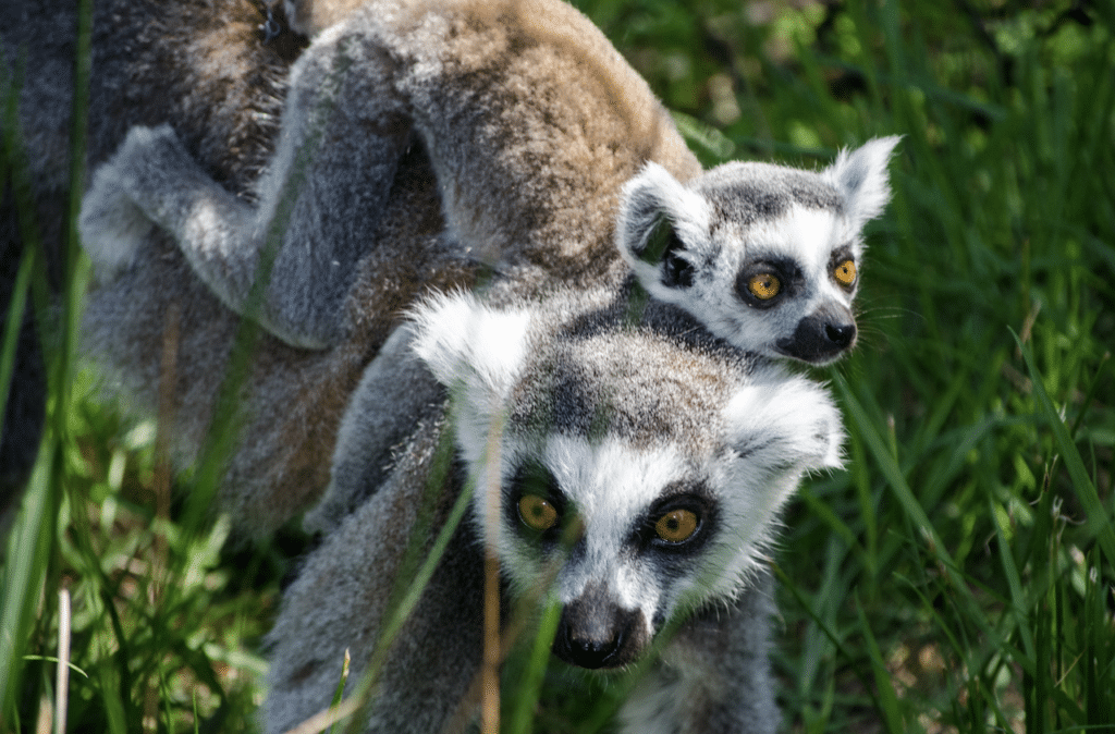 Lemur Day