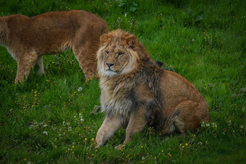 Rescued Ukrainian lions get acquainted with their new surroundings