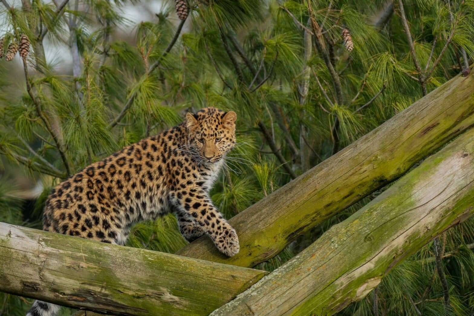 Critically Endangered Amur Leopard Cub Celebrates First Birthday at Yorkshire Wildlife Park