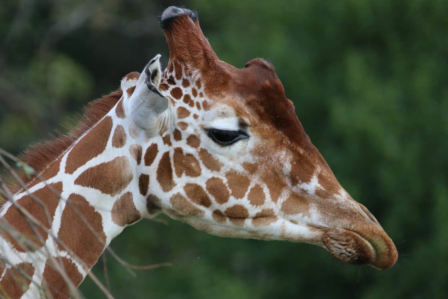 World Giraffe Day 