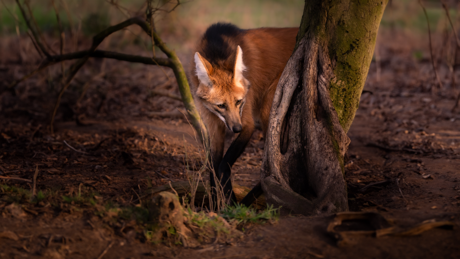 Endangered species wins prestigious photography award