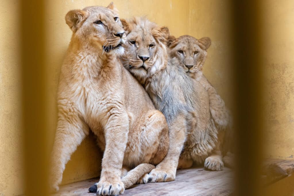 Pictured the three lion cubs L-R Santa, Teddi and Emi in their enclosure in Poland.

A heartbreaking race is on to reunite three “traumatised” cubs with their mum after they were rescued from war torn Ukraine.

The Yorkshire Wildlife Park has been preparing for the rescue of Lioness Aysa and her three cubs Santa, Emi and Teddi.

The family of four were staying in a small enclosed area in Poznan Zoo in Poland where the cubs were separated from mum, but have embarked on their final journey to Yorkshire Wildlife Park.

Pic Andy Commins 18/03/24