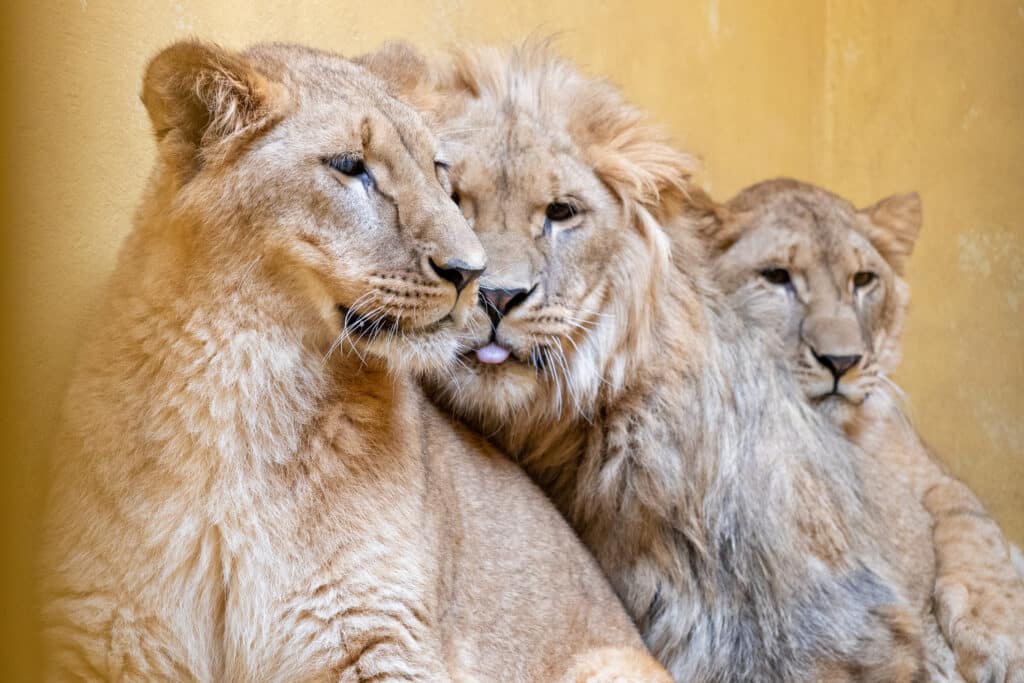 Ukrainian Lions celebrate their first summer of freedom in Yorkshire