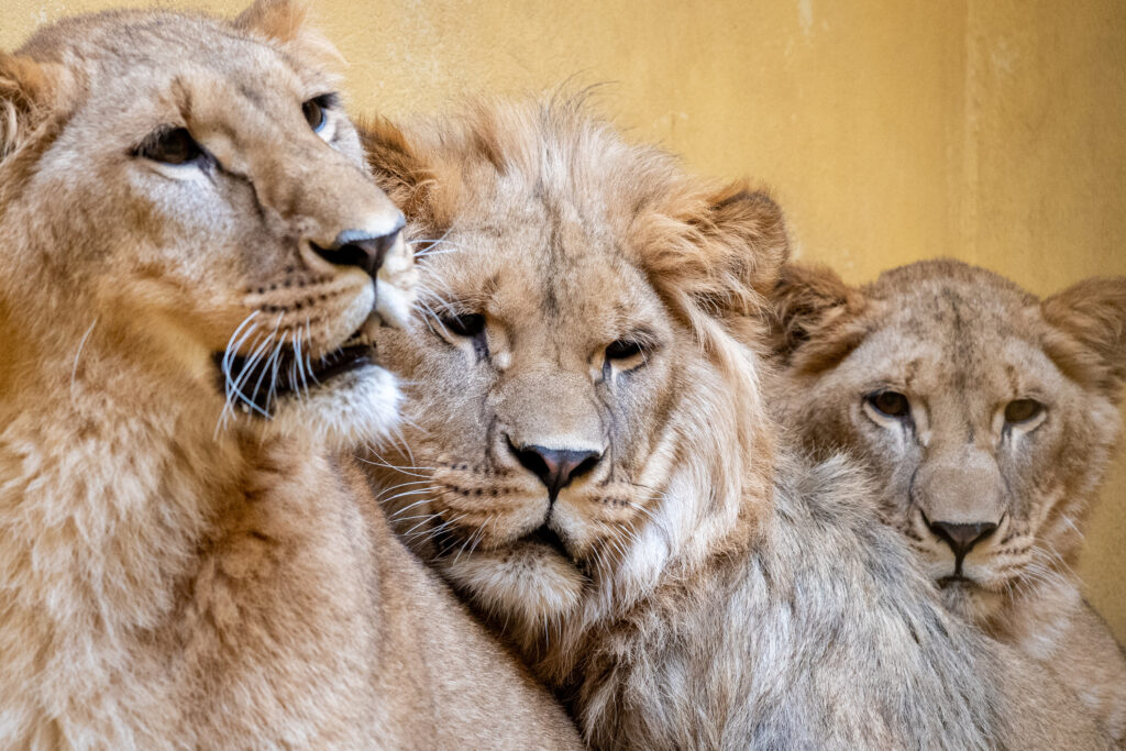 Pictured the three lion cubs L-R Santa, Teddi and Emi in their enclosure in Poland.

A heartbreaking race is on to reunite three “traumatised” cubs with their mum after they were rescued from war torn Ukraine.

The Yorkshire Wildlife Park has been preparing for the rescue of Lioness Aysa and her three cubs Santa, Emi and Teddi.

The family of four were staying in a small enclosed area in Poznan Zoo in Poland where the cubs were separated from mum, but have embarked on their final journey to Yorkshire Wildlife Park.

Pic Andy Commins 18/03/24