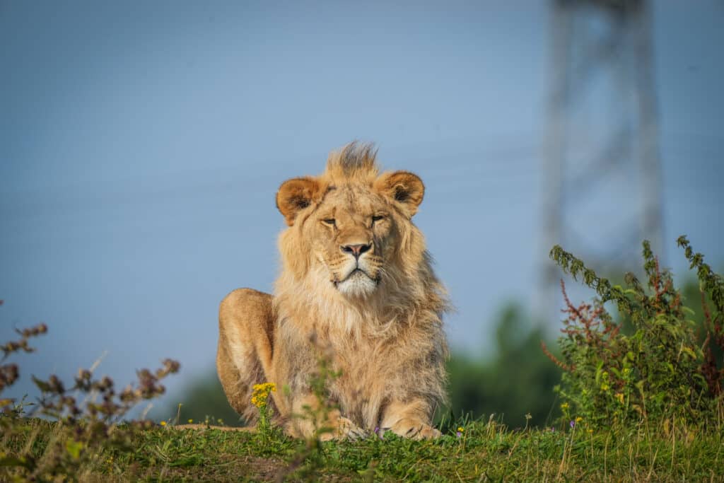 Ukrainian Lions celebrate their first summer of freedom in Yorkshire