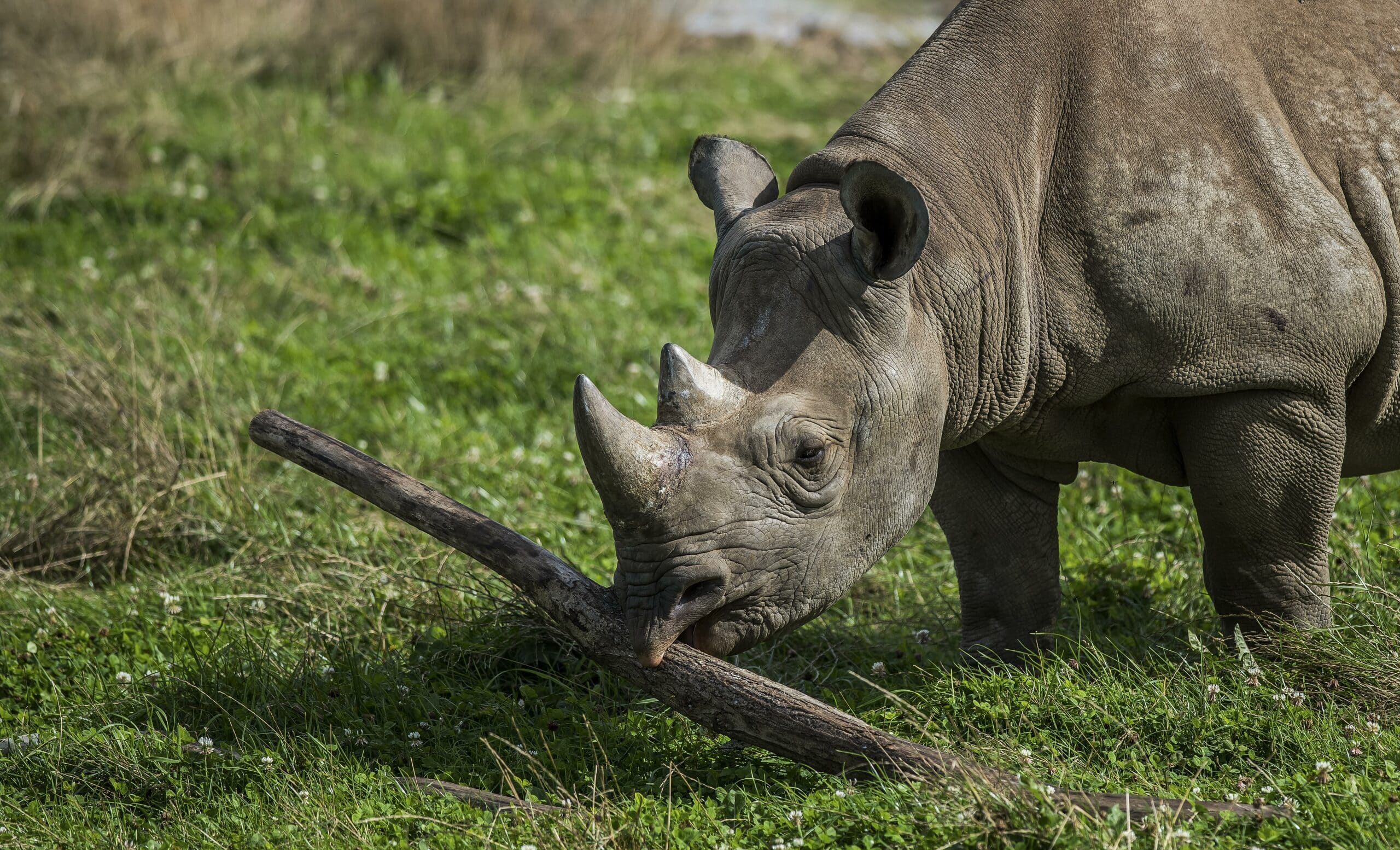 International Rhino Day