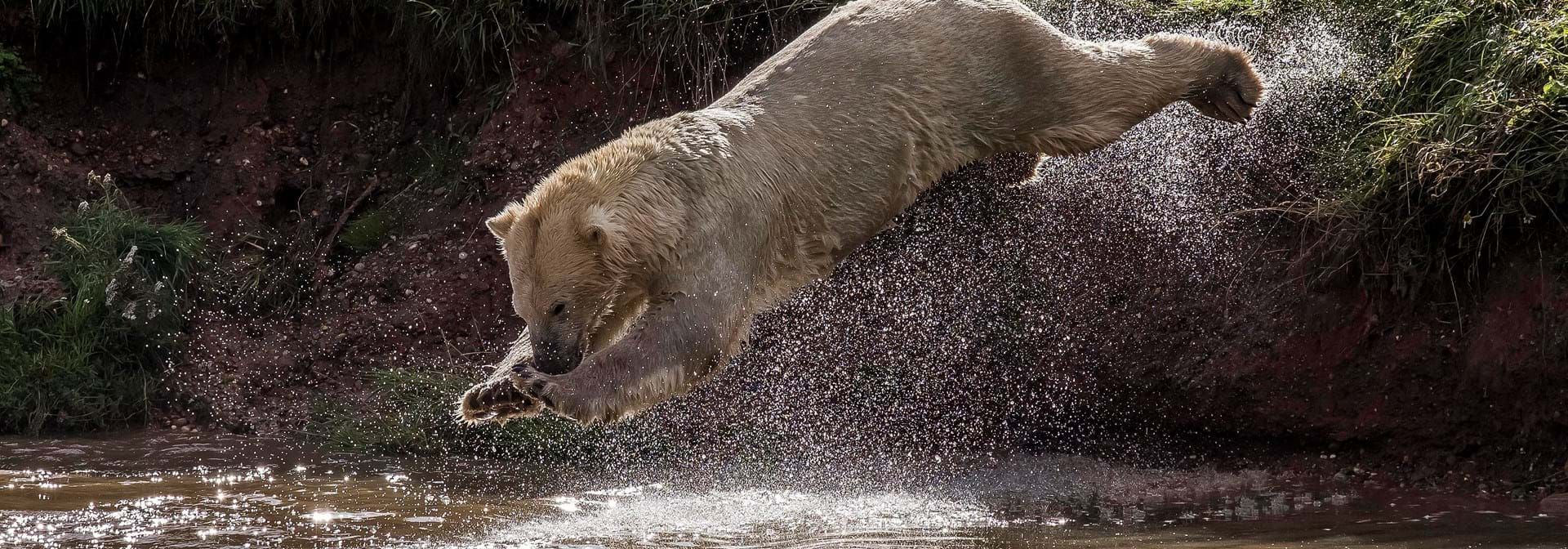 Polar Bear Week