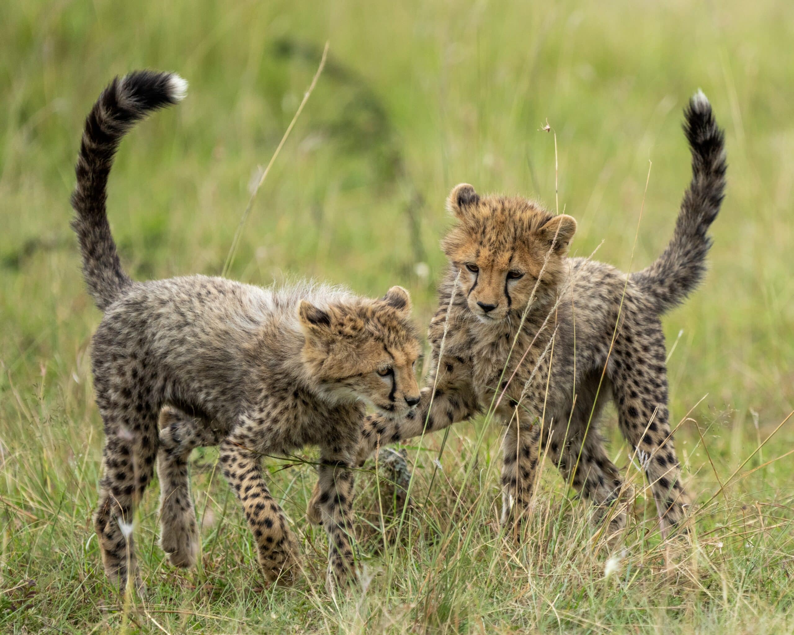 International Cheetah Day