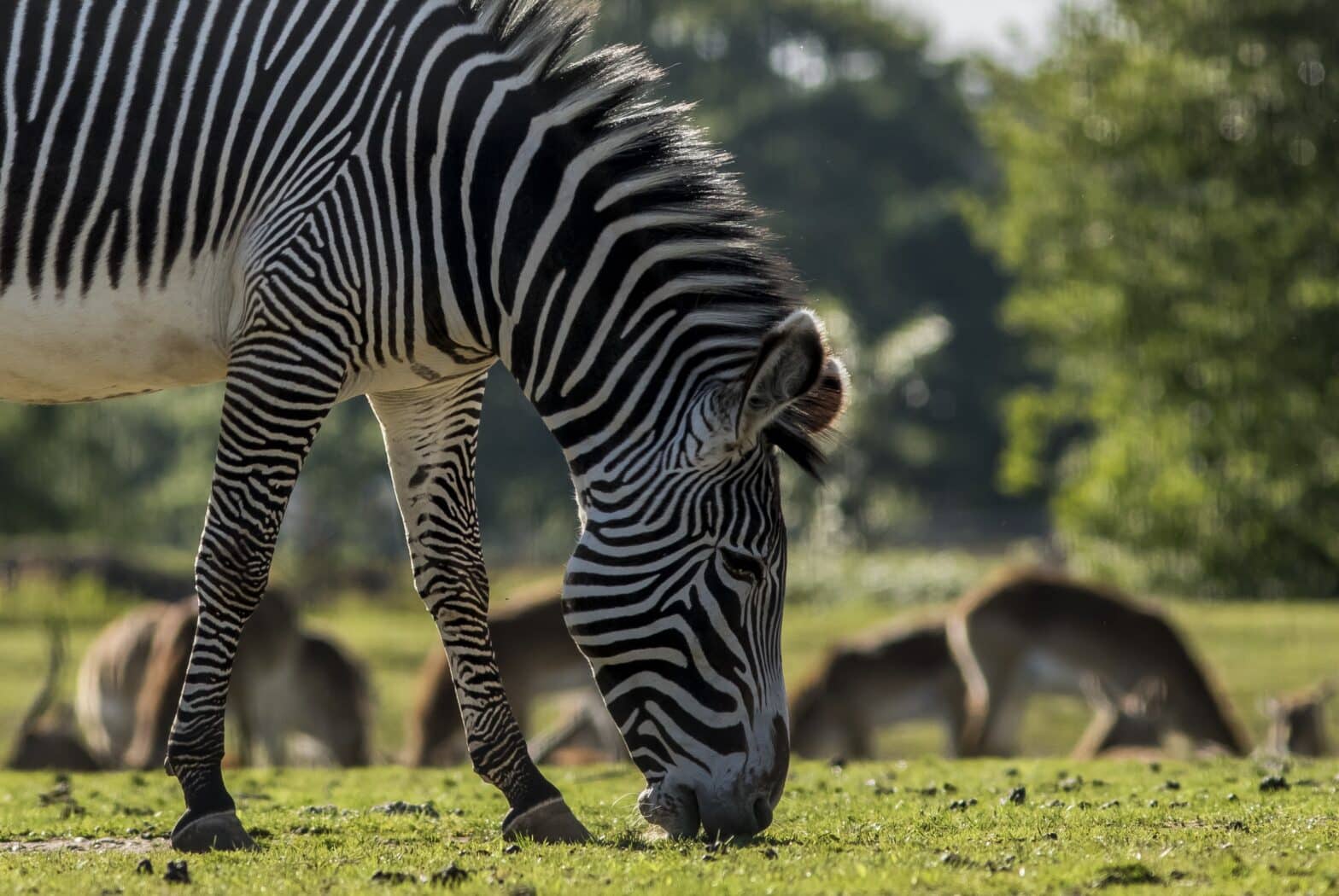 International Zebra Day