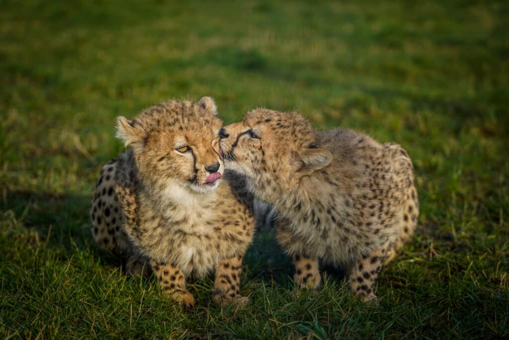 Returning Cheetahs to The Wild