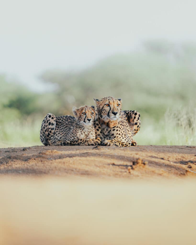 Returning Cheetahs to The Wild