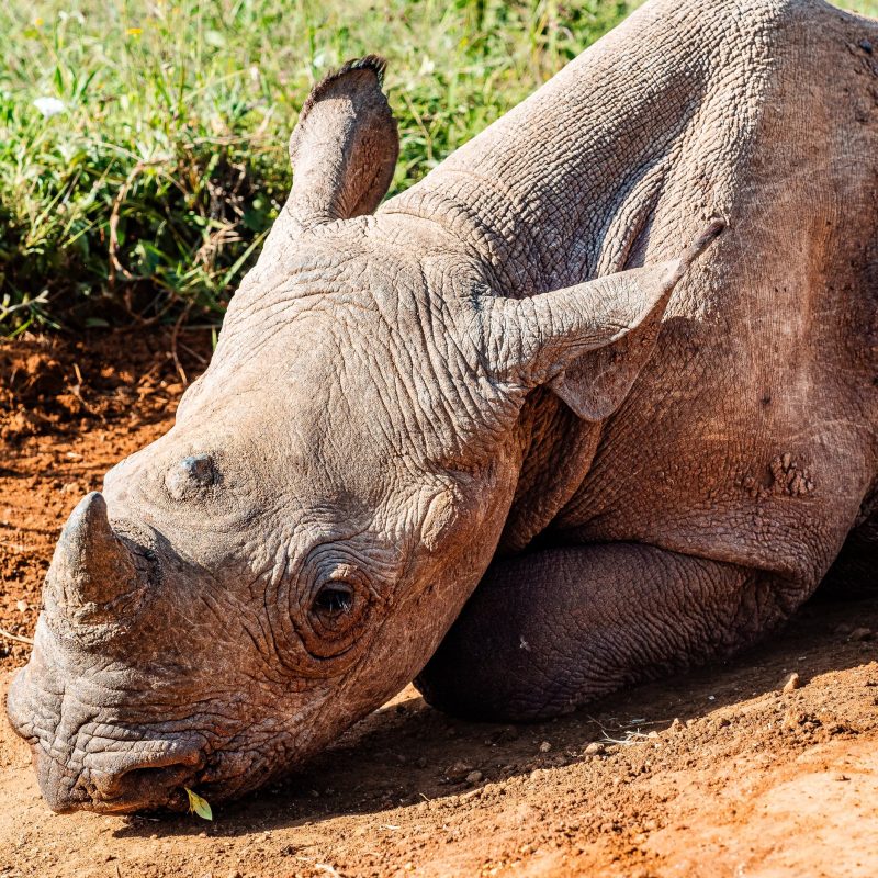 Cute Rhino laying down