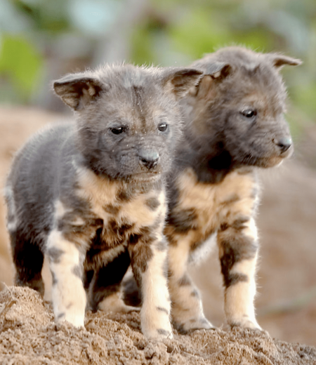 Painted Dog Pups