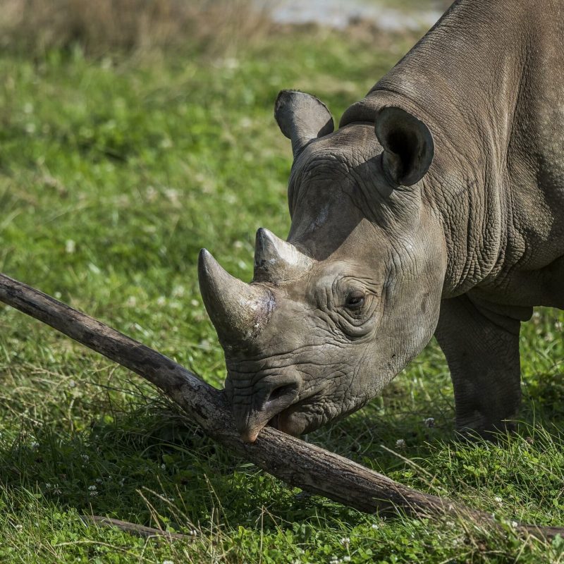 Rhino with stick