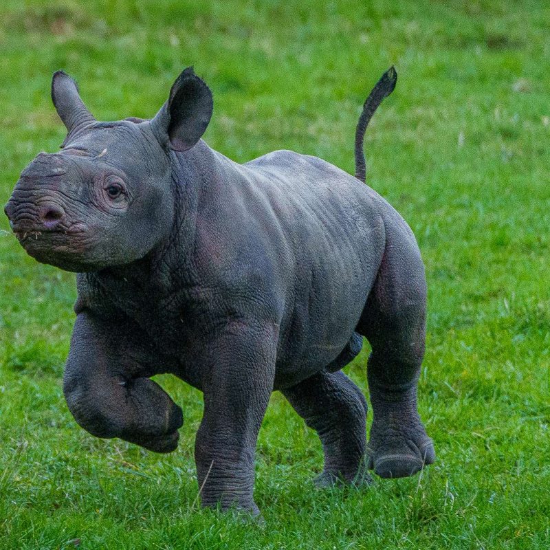 Yorkshire_Wildlife_Park_Rhino_004