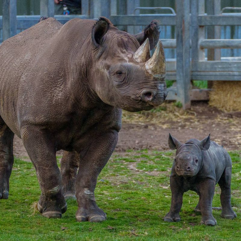 Yorkshire_Wildlife_Park_Rhino_015