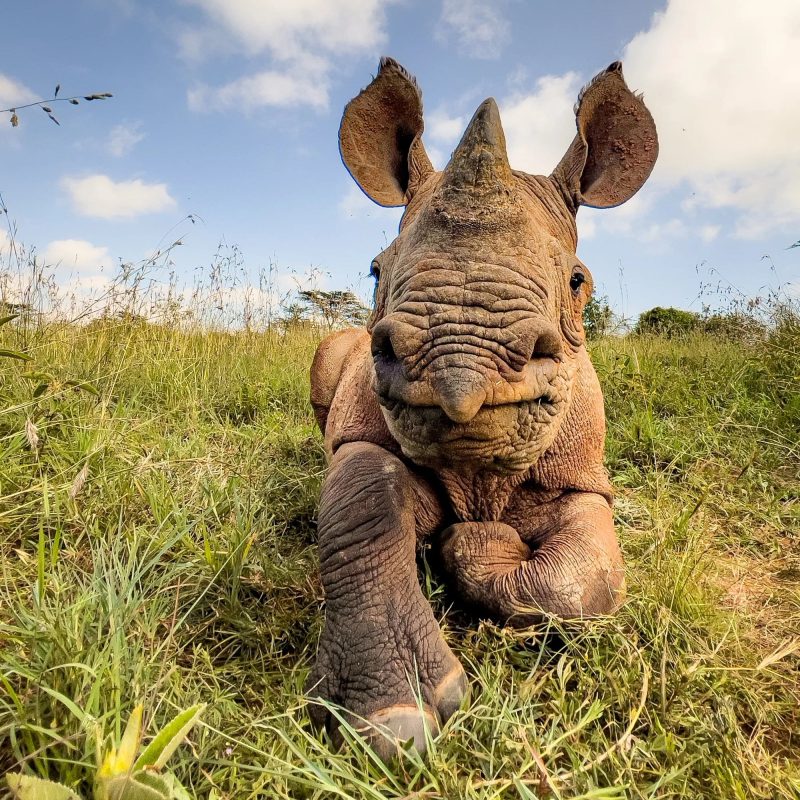 Rocco - Rhino - ywpf